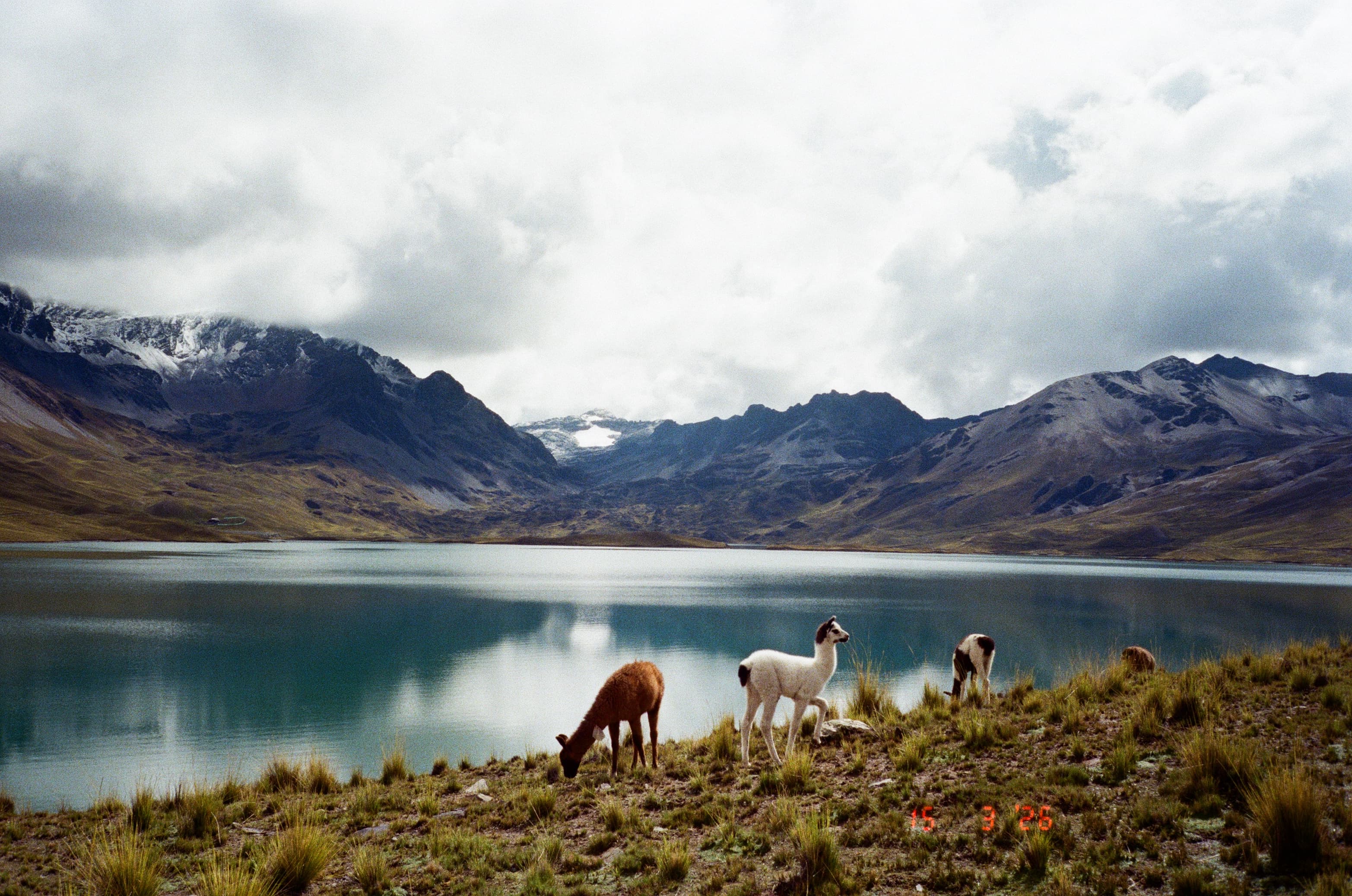 Llamas