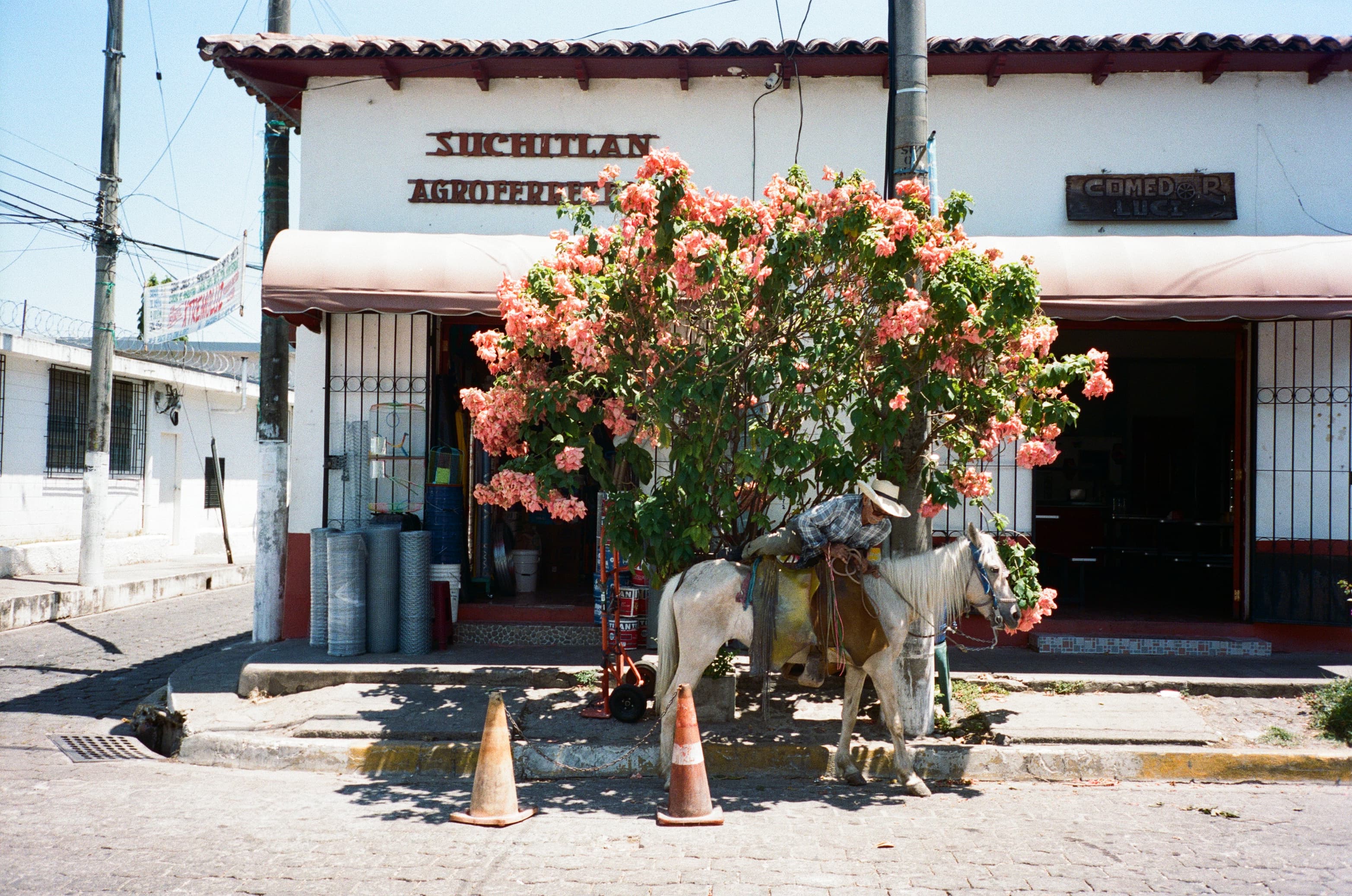 Man and horse